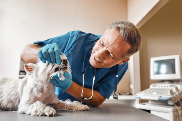 Best Emergency Dentist Near Me  in Channahon, IL
